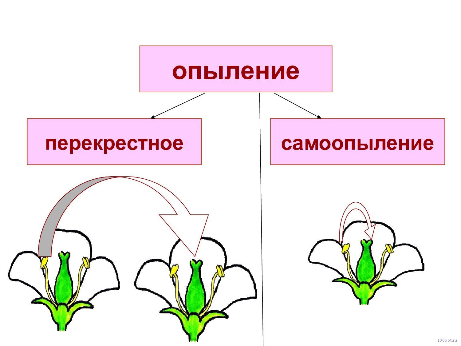Презентация опыление цветковых растений - слайд 3 3 слайд презентации опыление цветковых растений