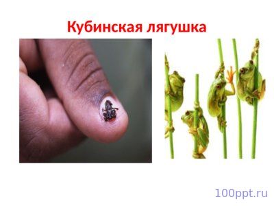 Презентация лягушки и жабы - слайд 6 6 слайд презентации лягушки и жабы