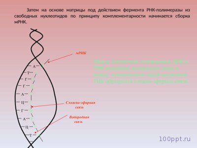 Презентация химический состав клетки и её строение - слайд 10 10 слайд презентации химический состав клетки и её строение