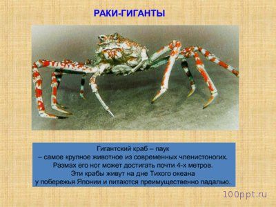 Презентация особенности ракообразных - слайд 6 6 слайд презентации особенности ракообразных