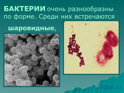 Презентация царства живой природы - слайд 7 7 слайд презентации царства живой природы