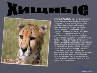 Презентация отряды млекопитающих - слайд 7 7 слайд презентации отряды млекопитающих