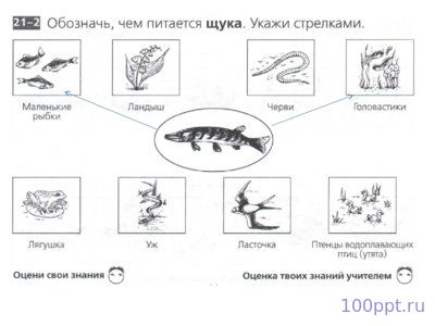 Презентация лягушки и жабы - слайд 3 3 слайд презентации лягушки и жабы