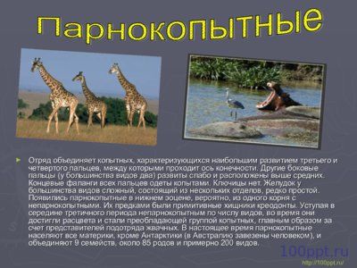 Презентация отряды млекопитающих - слайд 6 6 слайд презентации отряды млекопитающих
