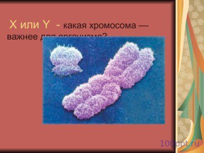 Презентация генетика пола - слайд 9 9 слайд презентации генетика пола