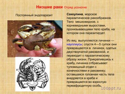 Презентация особенности ракообразных - слайд 5 5 слайд презентации особенности ракообразных