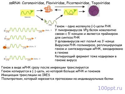 Презентация вирусы - слайд 7 7 слайд презентации вирусы