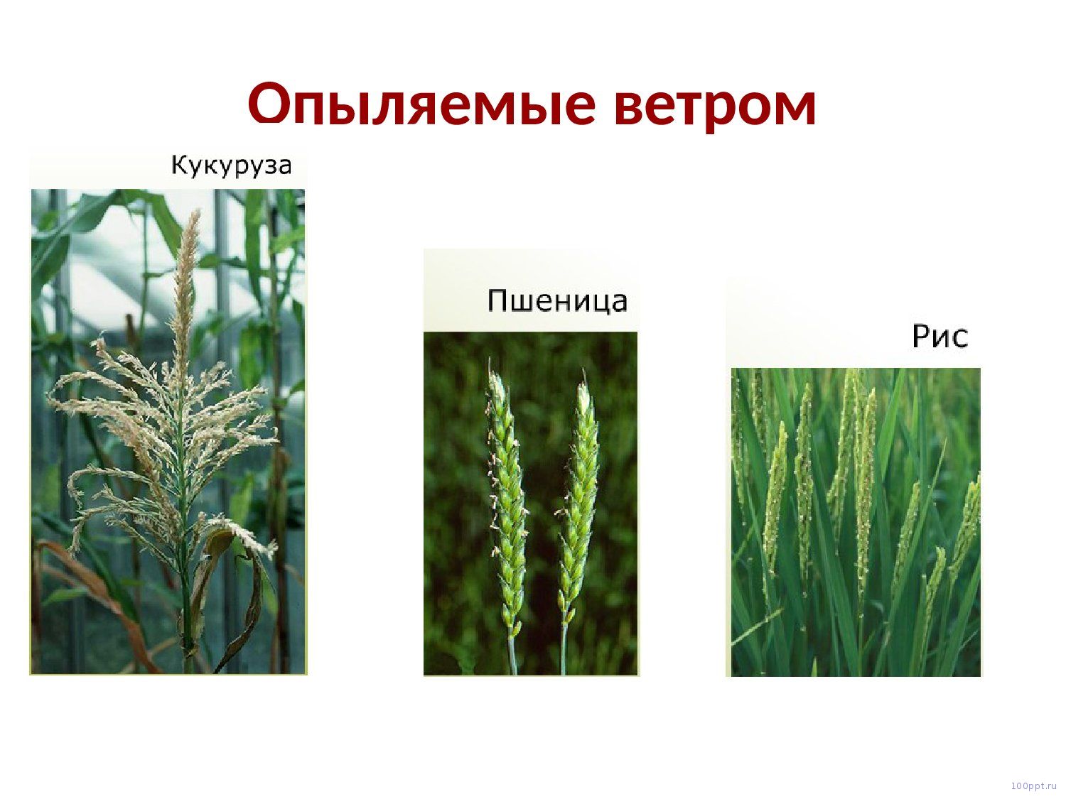 Презентация опыление цветковых растений - слайд 7 7 слайд презентации опыление цветковых растений