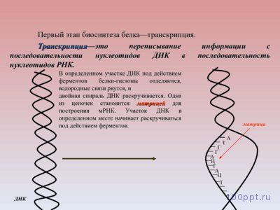 Презентация химический состав клетки и её строение - слайд 9 9 слайд презентации химический состав клетки и её строение