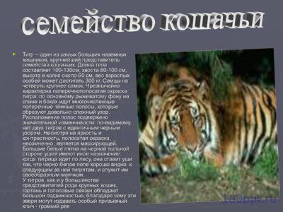 Презентация отряды млекопитающих - слайд 2 2 слайд презентации отряды млекопитающих