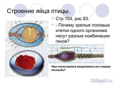 Презентация размножение и индивидуальное развитие организмов - слайд 8 8 слайд презентации размножение и индивидуальное развитие организмов