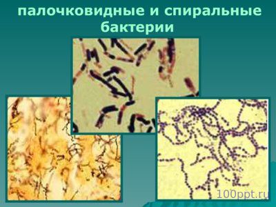 Презентация царства живой природы - слайд 8 8 слайд презентации царства живой природы