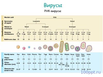 Презентация вирусы - слайд 10 10 слайд презентации вирусы
