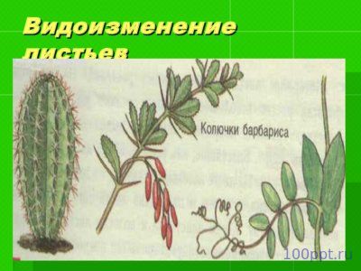 Презентация лист - слайд 6 6 слайд презентации лист