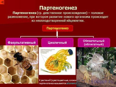 Презентация размножение и индивидуальное развитие организмов - слайд 4 4 слайд презентации размножение и индивидуальное развитие организмов
