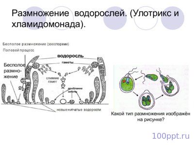 Презентация размножение и индивидуальное развитие организмов - слайд 9 9 слайд презентации размножение и индивидуальное развитие организмов