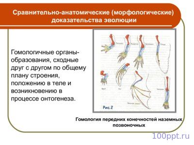 Презентация макроэволюция - слайд 9 9 слайд презентации макроэволюция