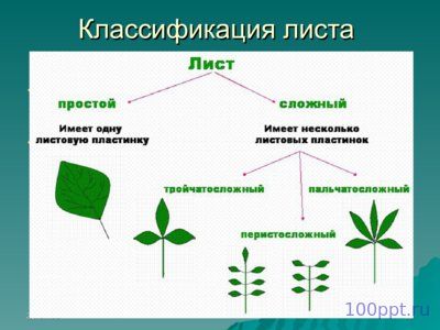 Презентация листья простые и сложные - слайд 8 8 слайд презентации листья простые и сложные
