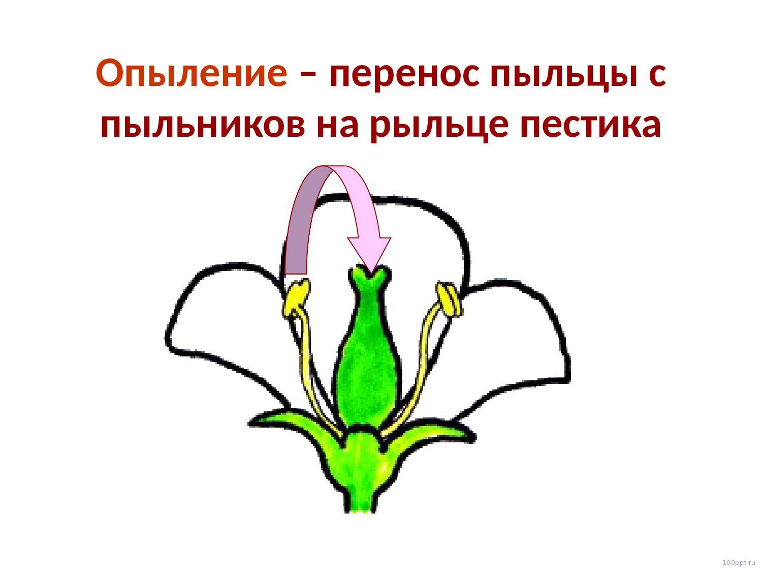 Презентация опыление цветковых растений - слайд 2 2 слайд презентации опыление цветковых растений