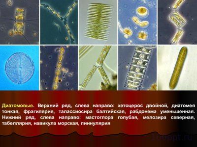 Презентация водоросли - слайд 8 8 слайд презентации водоросли