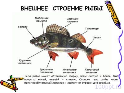 Презентация класс рыбы - слайд 2 2 слайд презентации класс рыбы