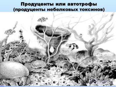 Презентация структура экосистемы - слайд 7 7 слайд презентации структура экосистемы