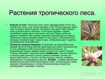 Презентация биогеоценоз влажного тропического леса - слайд 5 5 слайд презентации биогеоценоз влажного тропического леса