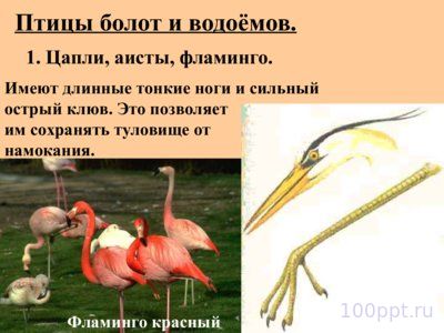 Презентация многообразие птиц - слайд 5 5 слайд презентации многообразие птиц