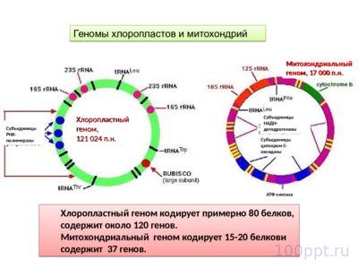 Презентация хромосомное и цитоплазматическое наследование - слайд 7 7 слайд презентации хромосомное и цитоплазматическое наследование