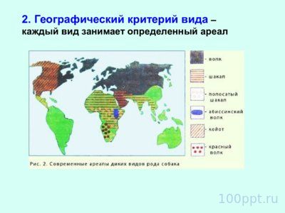 Презентация вид и видообразование - слайд 6 6 слайд презентации вид и видообразование