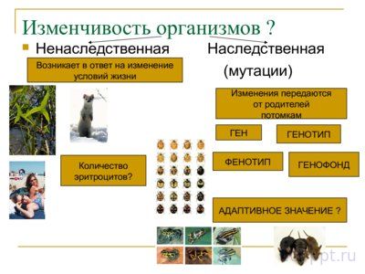 Презентация эволюция органического мира - слайд 5 5 слайд презентации эволюция органического мира