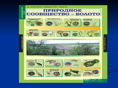 Презентация понятие о биогеоценозе и экосистеме - слайд 6 6 слайд презентации понятие о биогеоценозе и экосистеме