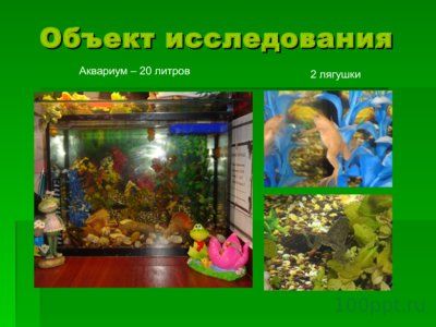 Презентация шпорцевые лягушки - слайд 7 7 слайд презентации шпорцевые лягушки