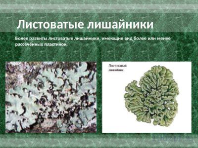 Презентация лишайники - слайд 4 4 слайд презентации лишайники