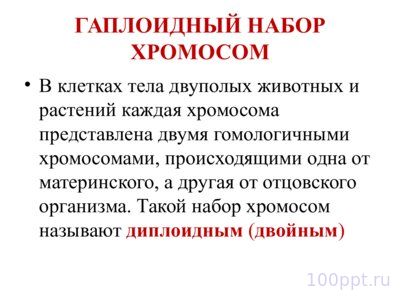 Презентация морфология хромосом - слайд 11 11 слайд презентации морфология хромосом