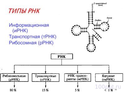 Презентация биохимические основы наследственности - слайд 9 9 слайд презентации биохимические основы наследственности