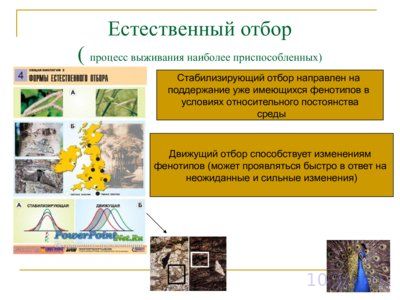 Презентация эволюция органического мира - слайд 6 6 слайд презентации эволюция органического мира