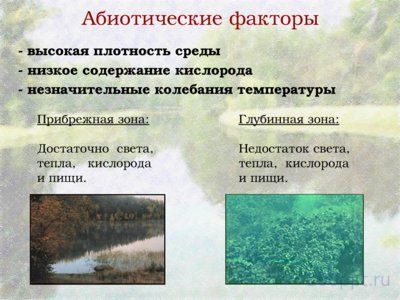 Презентация биогеоценоз пресного водоема - слайд 2 2 слайд презентации биогеоценоз пресного водоема