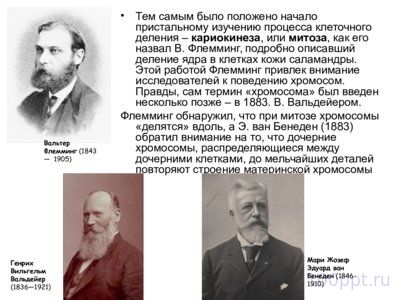 Презентация цитологические основы наследственности - слайд 3 3 слайд презентации цитологические основы наследственности