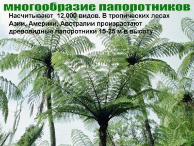 Презентация папоротники, плавуны и хвощи - слайд 7 7 слайд презентации папоротники, плавуны и хвощи