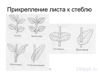 Презентация морфология растений - слайд 8 8 слайд презентации морфология растений