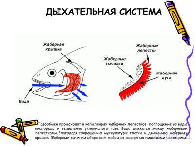 Презентация класс рыбы - слайд 7 7 слайд презентации класс рыбы