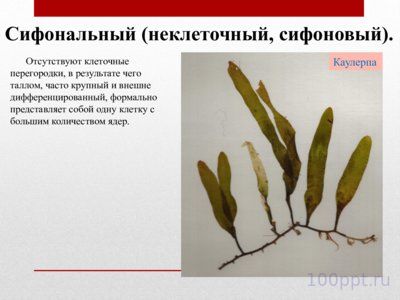 Презентация жизненные формы водорослей - слайд 7 7 слайд презентации жизненные формы водорослей