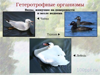 Презентация биогеоценоз пресного водоема - слайд 8 8 слайд презентации биогеоценоз пресного водоема