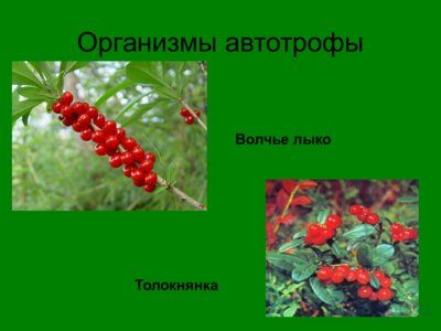 Презентация биогеоценоз лиственного леса - слайд 5 5 слайд презентации биогеоценоз лиственного леса