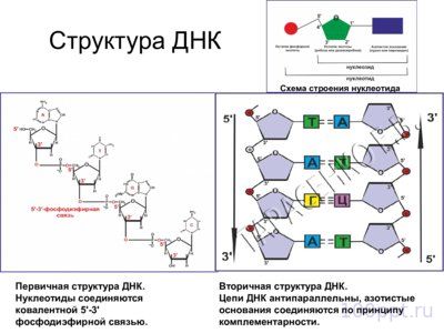 Презентация материальные основы наследственности - слайд 1 1 слайд презентации материальные основы наследственности