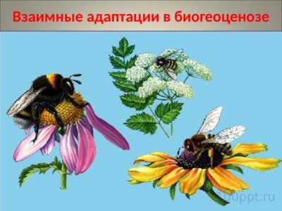 Презентация совместная жизнь видов в биогеоценозе - слайд 9 9 слайд презентации совместная жизнь видов в биогеоценозе