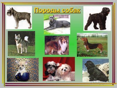 Презентация дарвинизм - слайд 5 5 слайд презентации дарвинизм
