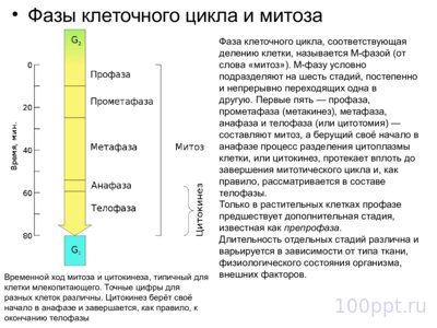 Презентация цитологические основы наследственности - слайд 8 8 слайд презентации цитологические основы наследственности