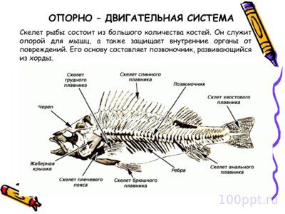 Презентация класс рыбы - слайд 5 5 слайд презентации класс рыбы